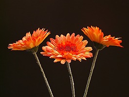 非洲菊,花,廠