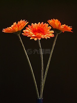 非洲菊,花,廠