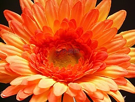 非洲菊,花,廠