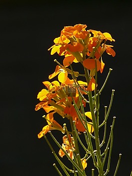 金漆,觀賞植物,黃橙