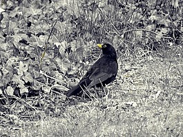 鳥(niǎo),黑鳥(niǎo),動(dòng)物