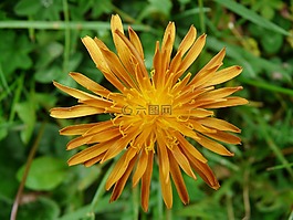 黄金鹰的胡子,hawksbeard,厂