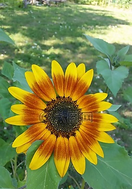 花,太陽花,夏季