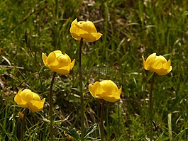环球花卉,hahnenfußgewächs,高山花卉