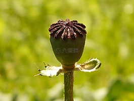 胶囊,klatschmohn,罂粟