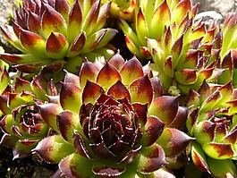 屋顶houseleek,真正houseleek,普通的房子姜黄