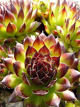 屋顶houseleek,真正houseleek,普通的房子姜黄