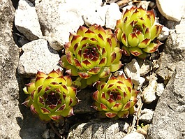 屋顶houseleek,真正houseleek,普通的房子姜黄