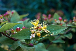 花,黃色,開(kāi)花