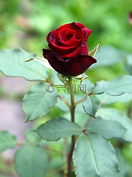 開花,玫瑰,花
