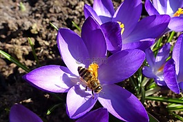 花,蜜蜂,開花