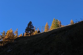 樹(shù)木,秋季,天空