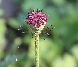 春天,開(kāi)花,罌粟