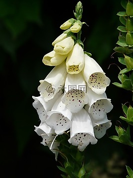 白foxglove,頂針,藥用植物