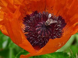罌粟,klatschmohn,開花