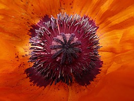 罌粟,klatschmohn,開花