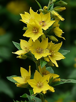 loosestrife,虚线loosestrife,过路黄斑点