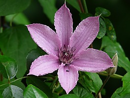 鐵線蓮,花,植物群
