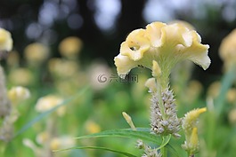 黃色的花,黃,性質(zhì)