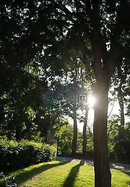 樹(shù),太陽(yáng),性質(zhì)