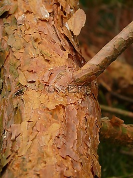 吠,松,紅色