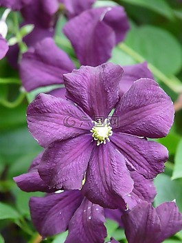 鐵線蓮,花,植物群