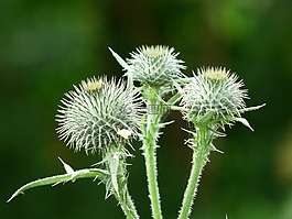 离蓟,飞廉属acanthoides,刺蓟