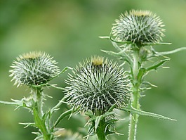 离蓟,飞廉属acanthoides,刺蓟