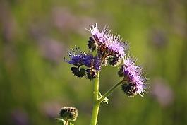 開花,紫,季節(jié)