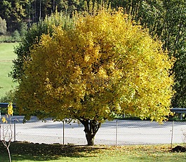 herbstlandschaft,樹,葉子