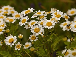 小白菊,開花,白