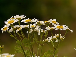 小白菊,開花,白