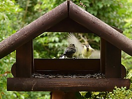 鳥舍,鳥類,山雀
