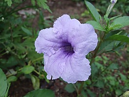 blueflower,glorymorning,野花