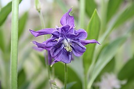 花卉,夏季,熱