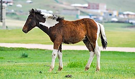 駒,嬰兒,馬