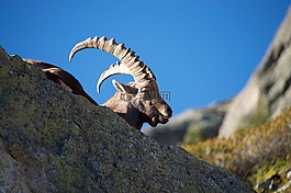 ibex,山羊,男性