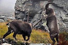 ibex,山羊,男性
