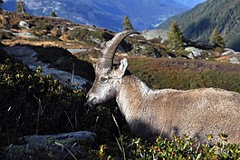 英国,女性的 ibex,capra ibex 女性