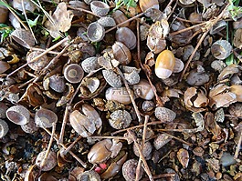 橡子,性質(zhì),橡樹果