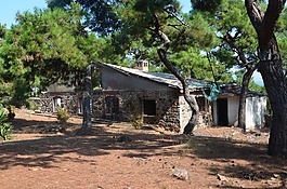 森林,首頁,樹