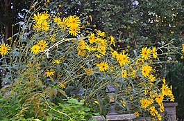 花卉,黃色,性質(zhì)