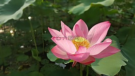 鮮花,花,蓮花
