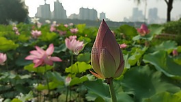 鮮花,花,蓮花