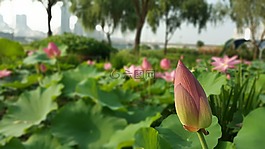 鮮花,花,蓮花