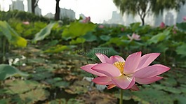 鮮花,花,蓮花