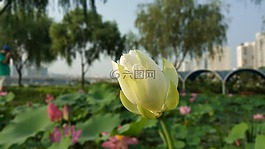 鮮花,花,蓮花