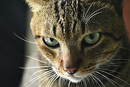 猫,眼睛,晶须