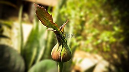 玫瑰,芽,關閉了
