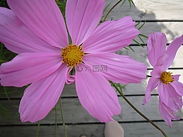 花,cosmea,宇宙